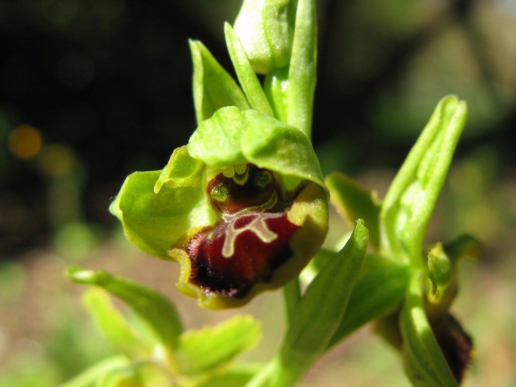 O. sphegodes, subsp da detrminare