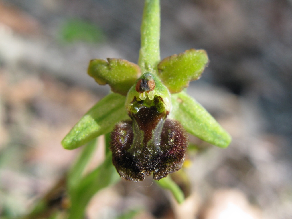O. sphegodes, subsp da detrminare