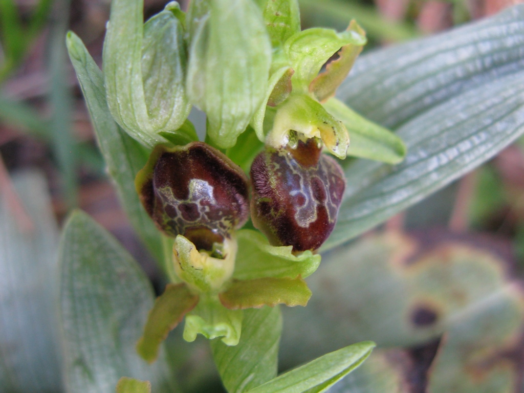 O. sphegodes subsp da determinare 2