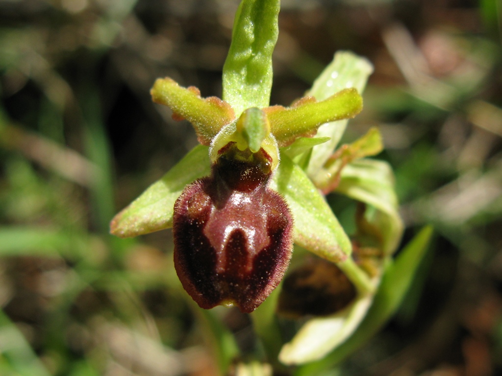 O. sphegodes subsp da determinare 2