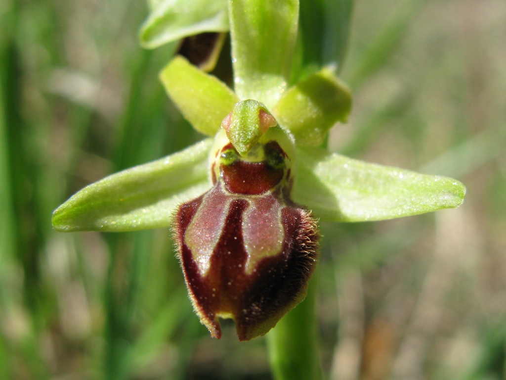 O. sphegodes subsp da determinare 2