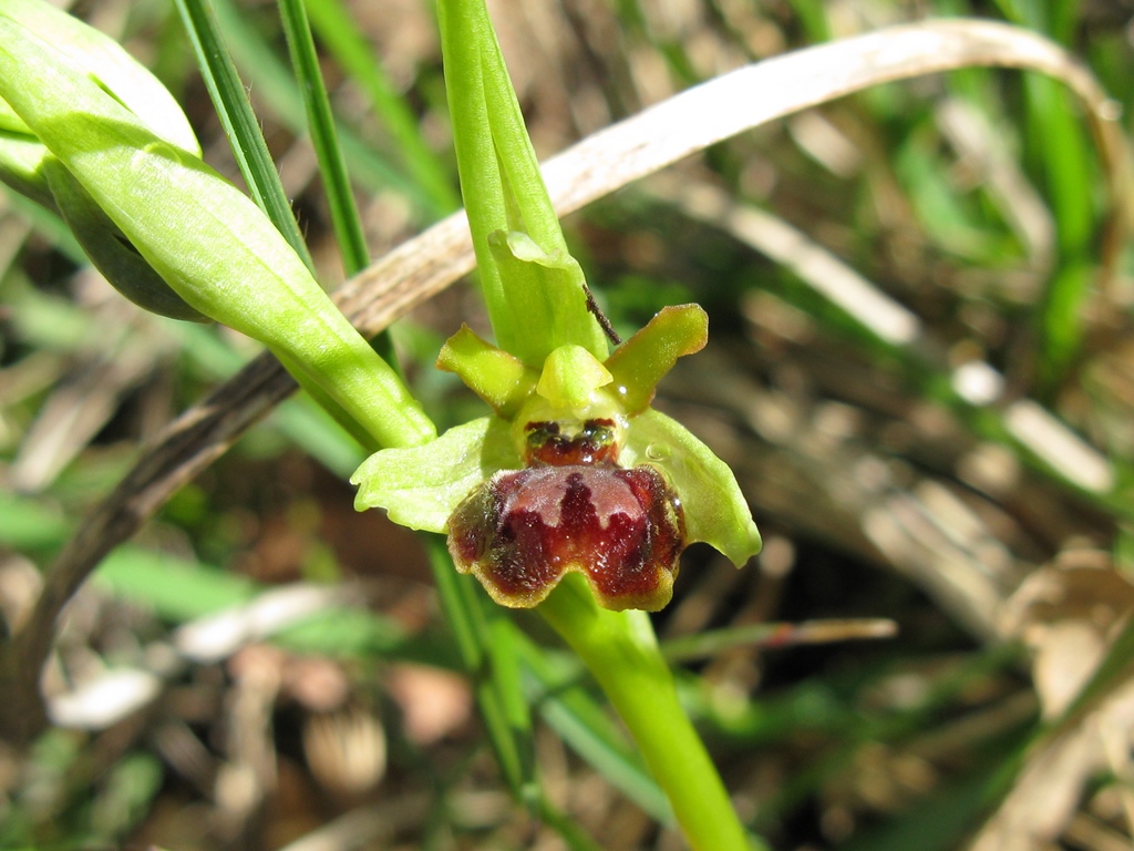 O. sphegodes subsp da determinare 2