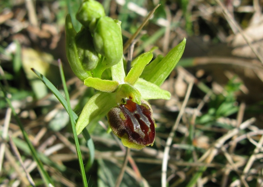 O. sphegodes subsp da determinare 2