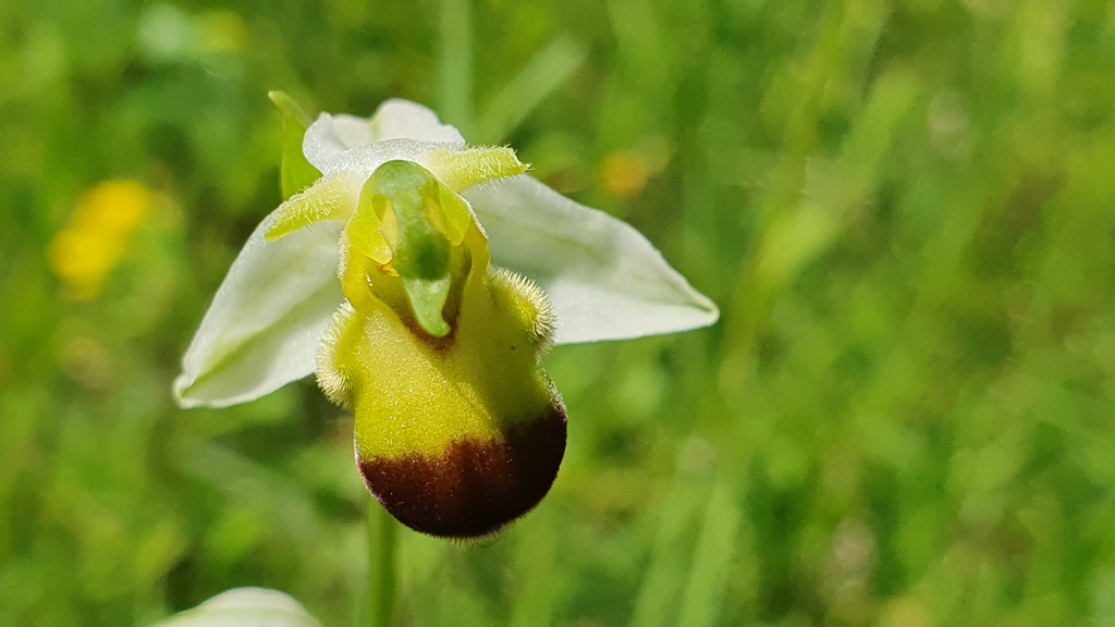 Ophrys apifera var. bicolor