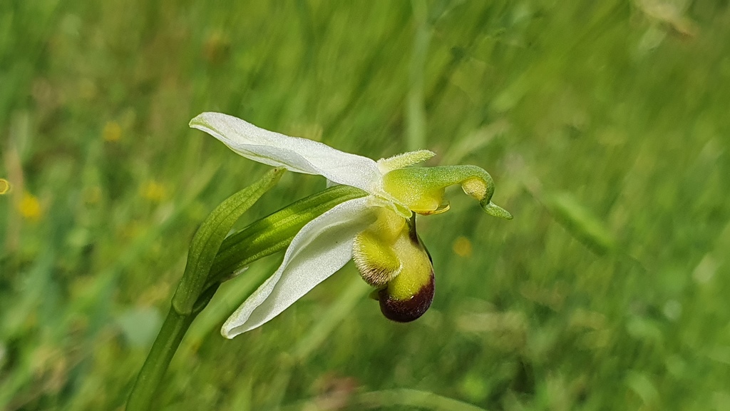 Ophrys apifera var. bicolor