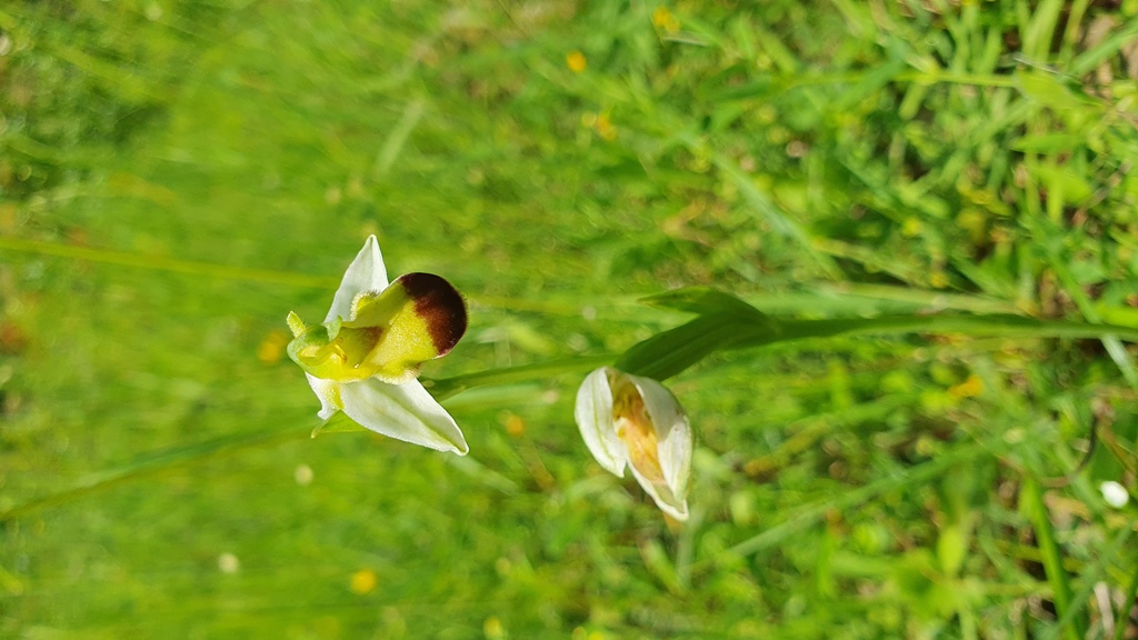 Ophrys apifera var. bicolor