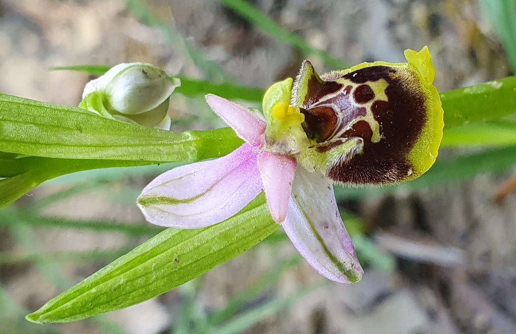 Ophrys da determinare