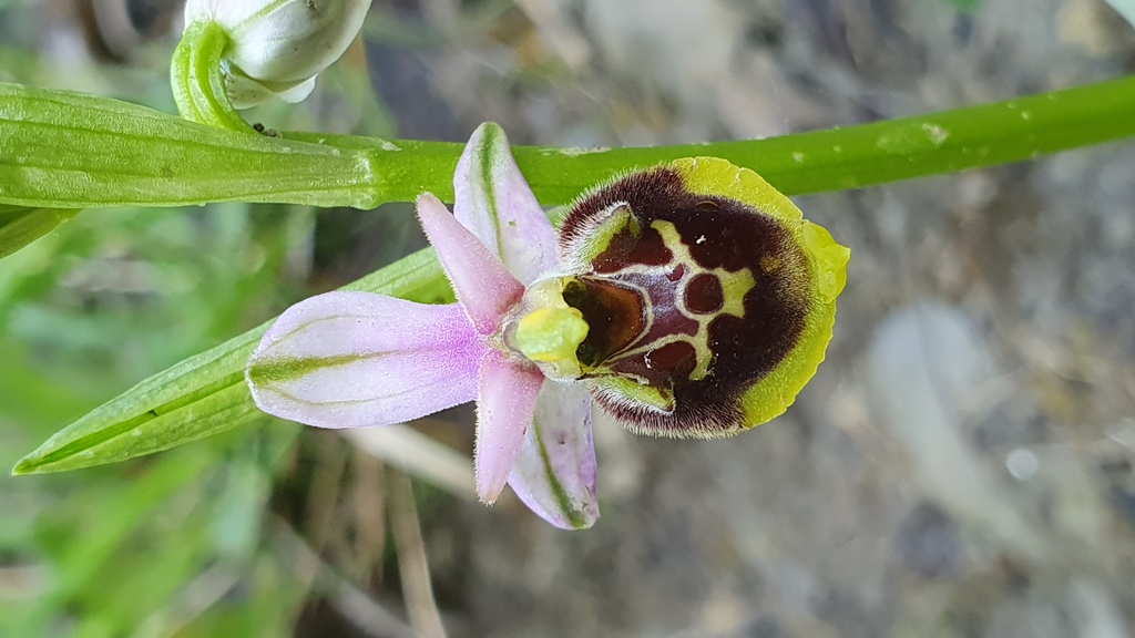 Ophrys da determinare