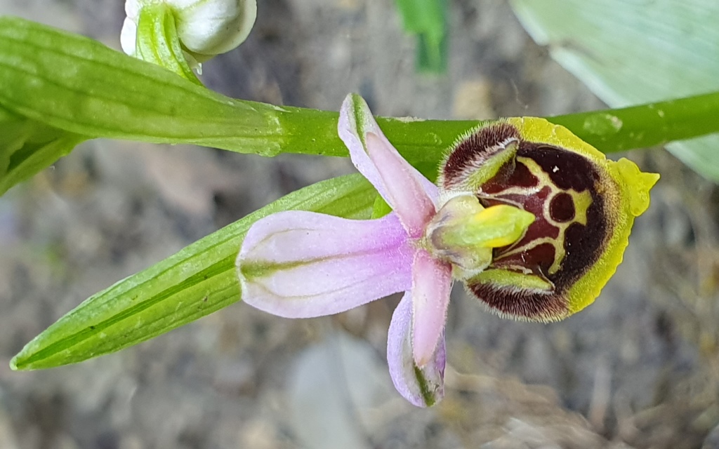 Ophrys da determinare