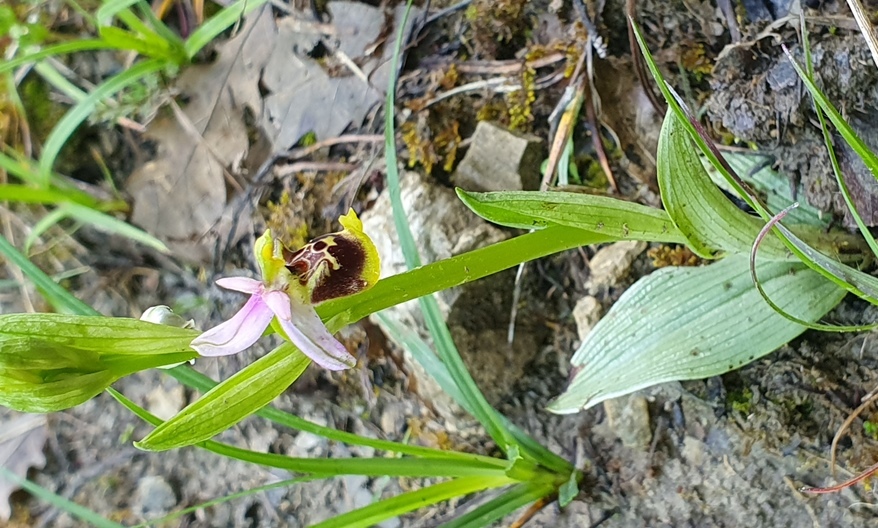 Ophrys da determinare