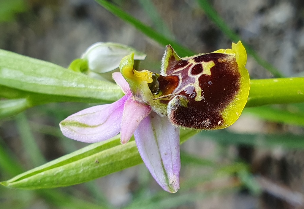 Ophrys da determinare