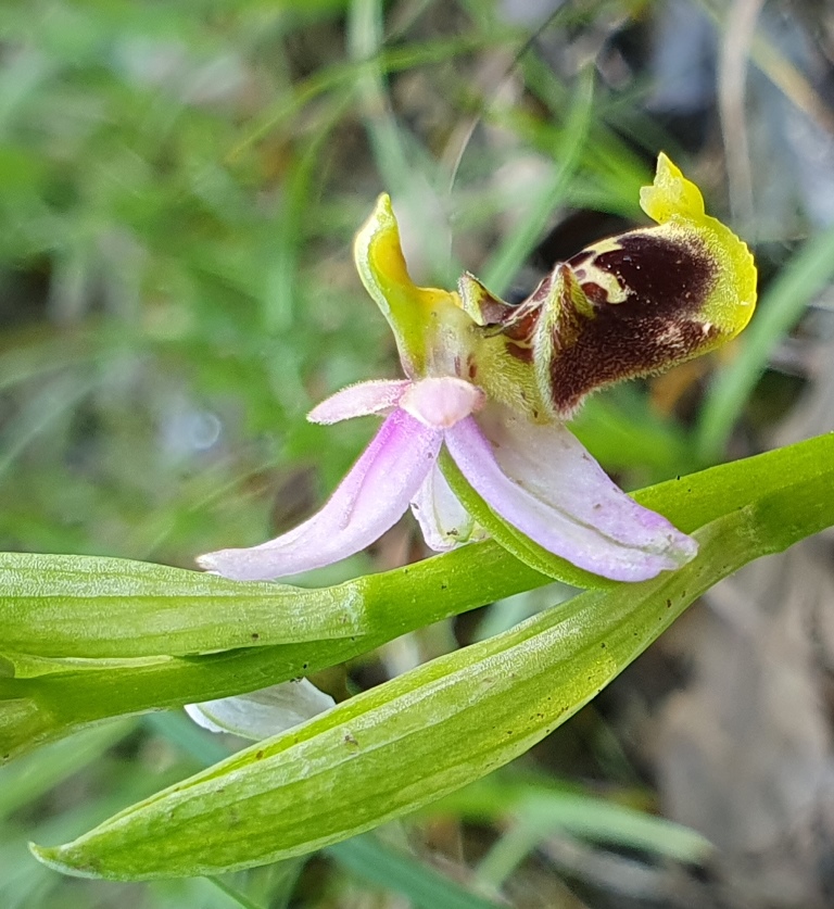 Ophrys da determinare