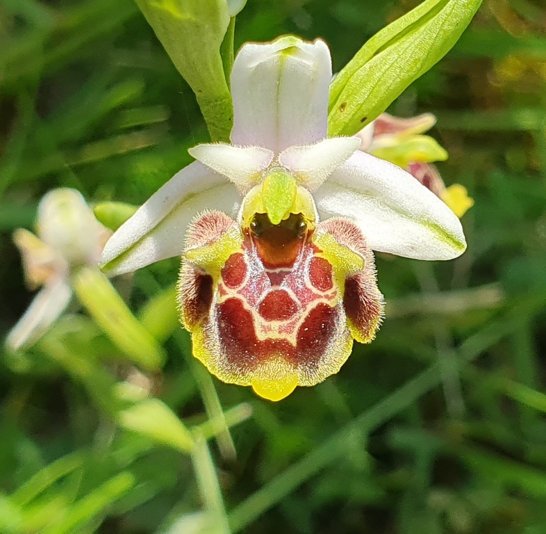 Ophrys holosericea? ma quale?