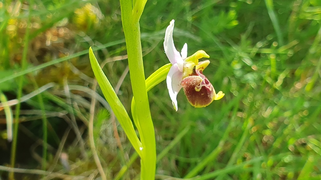 Ophrys holosericea? ma quale?