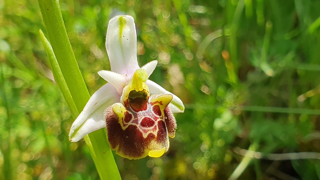 Ophrys holosericea? ma quale?