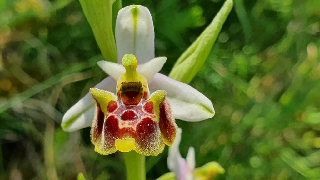 Ophrys holosericea? ma quale?
