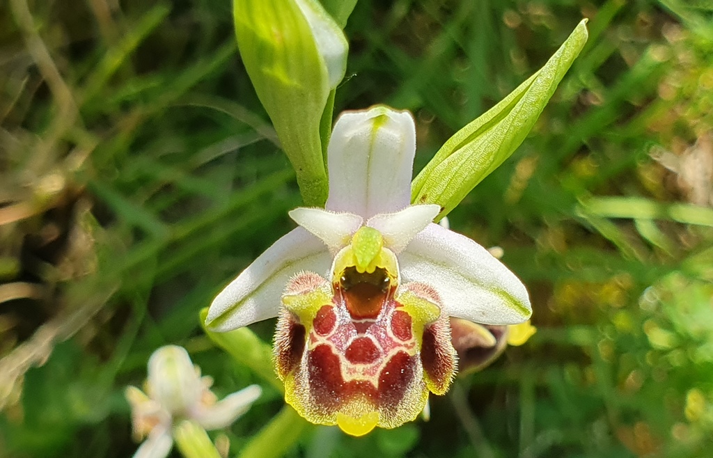 Ophrys holosericea? ma quale?