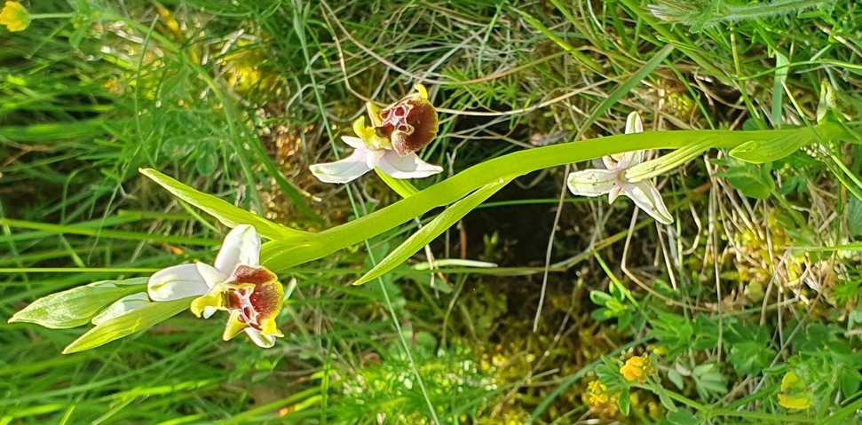 Ophrys holosericea? ma quale?