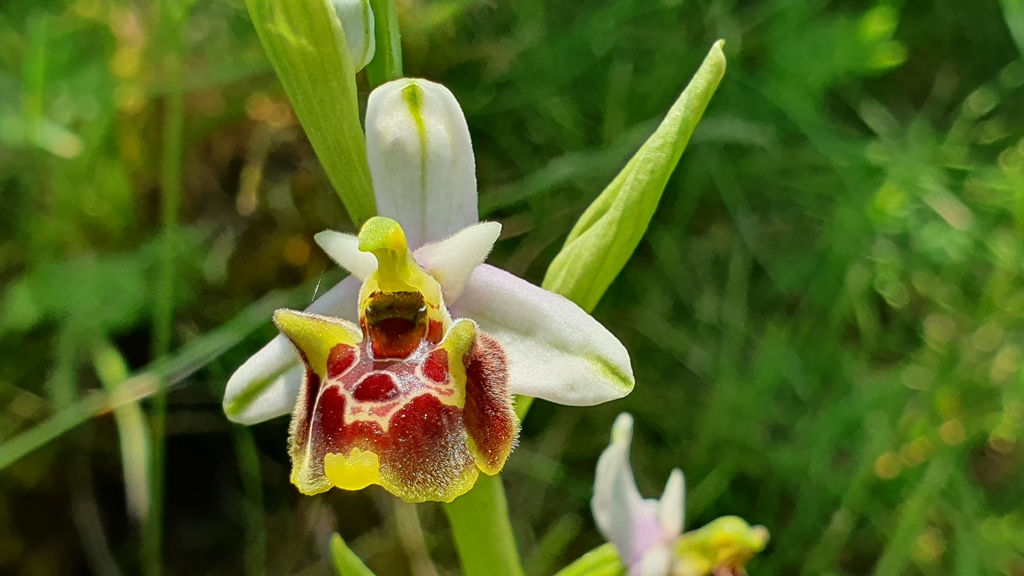 Ophrys holosericea? ma quale?