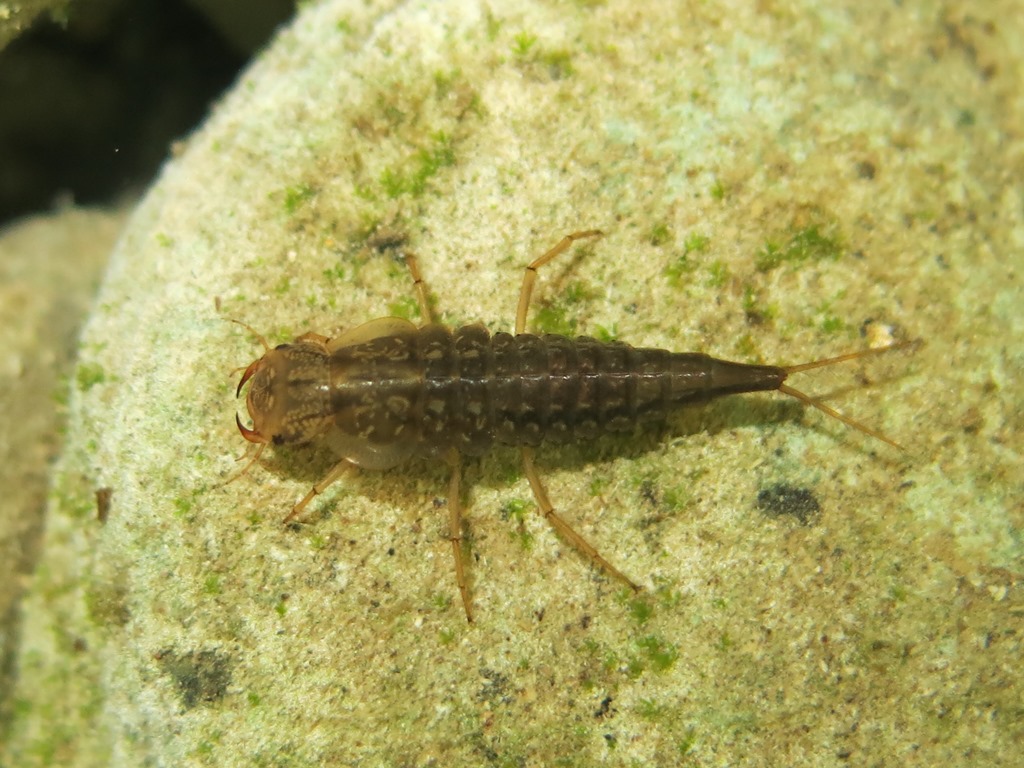 larva di Rhantus suturalis?