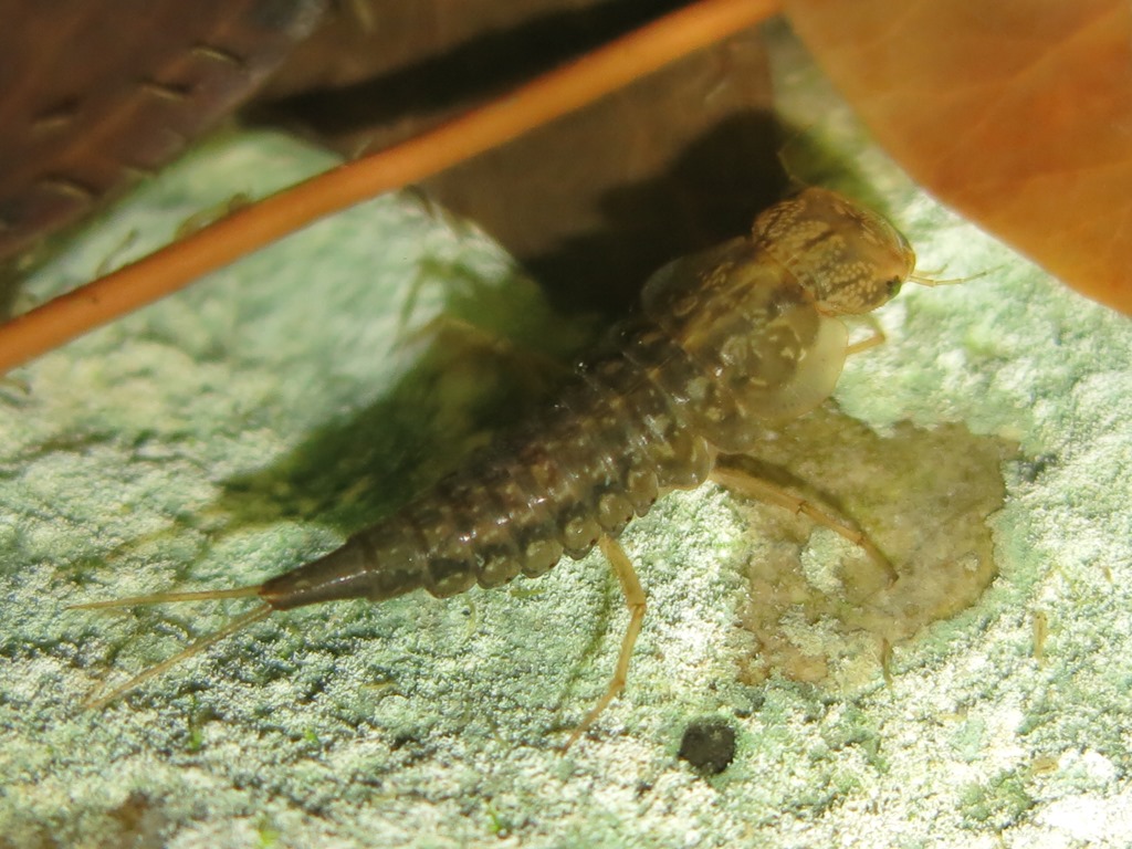 larva di Rhantus suturalis?
