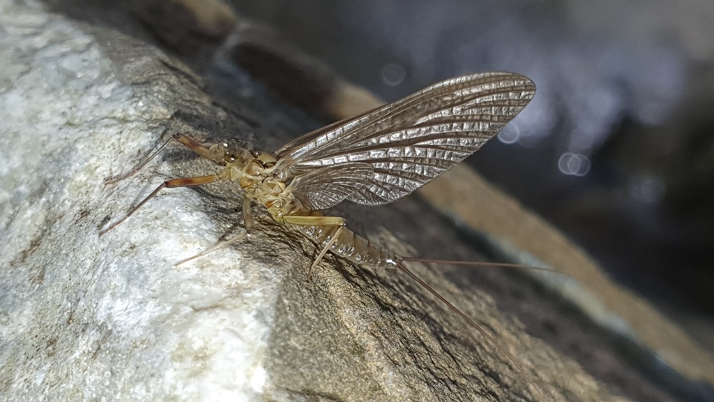 Heptageniidae - Electrogena grandiae? Rhithrogena semicolorata