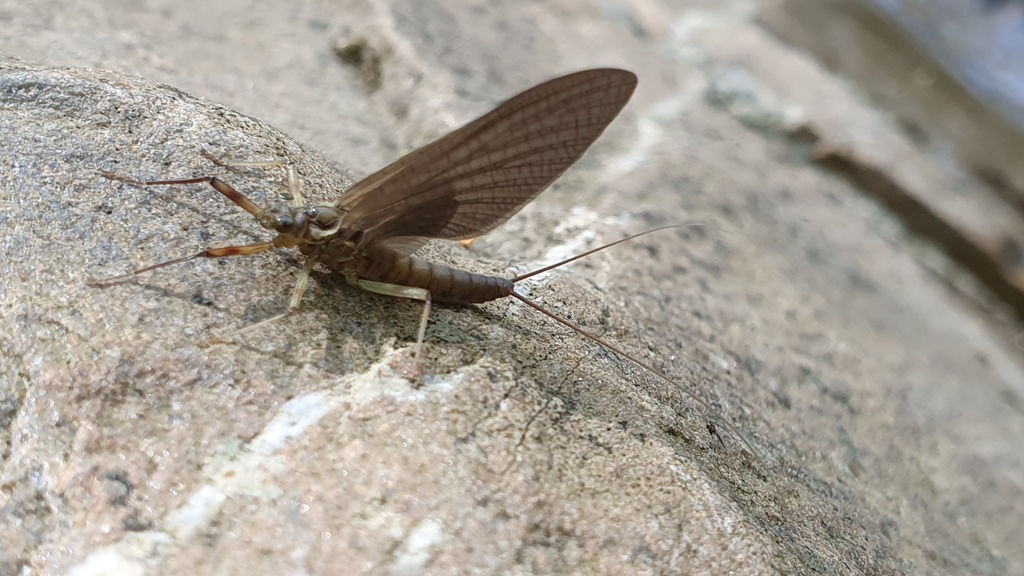 Heptageniidae - Electrogena grandiae? Rhithrogena semicolorata