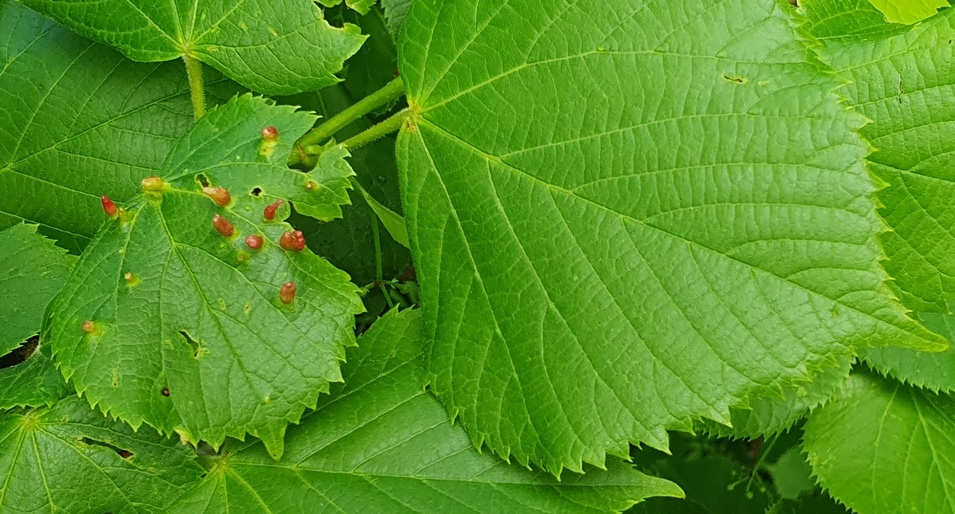 Eriophyidae - Eriophyes tiliae?