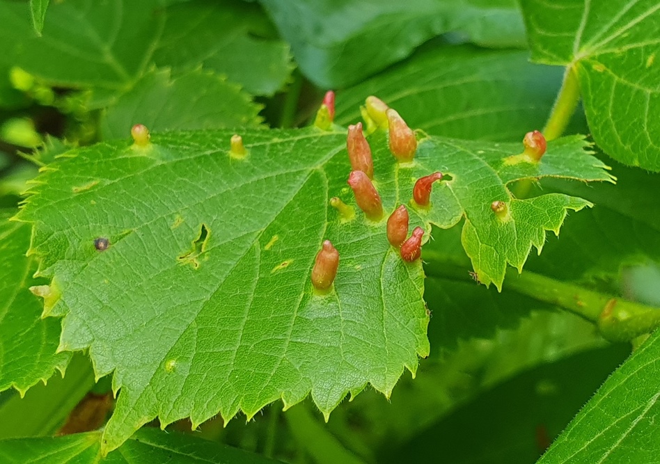 Eriophyidae - Eriophyes tiliae?