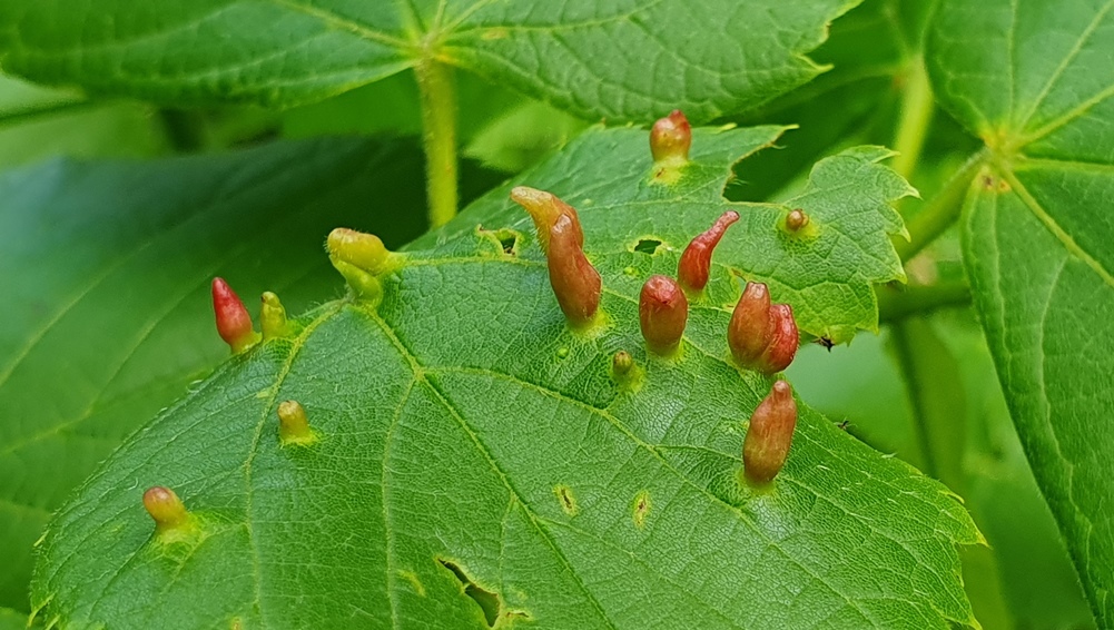 Eriophyidae - Eriophyes tiliae?