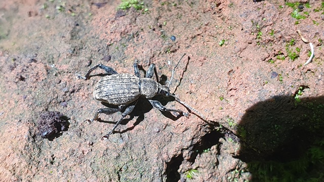 Curculionidae da determinare