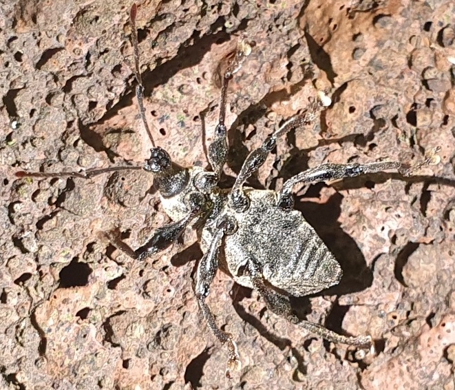 Curculionidae da determinare