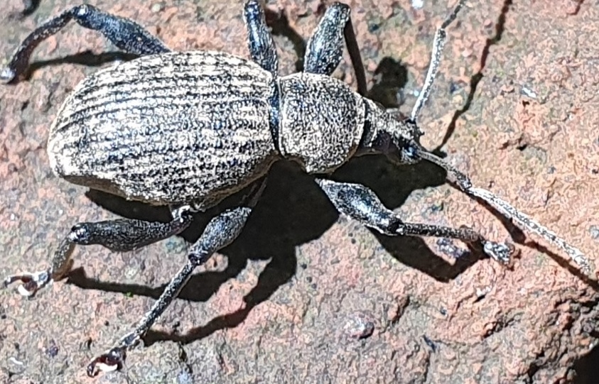 Curculionidae da determinare