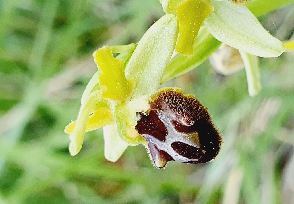 Ophrys incubacea?