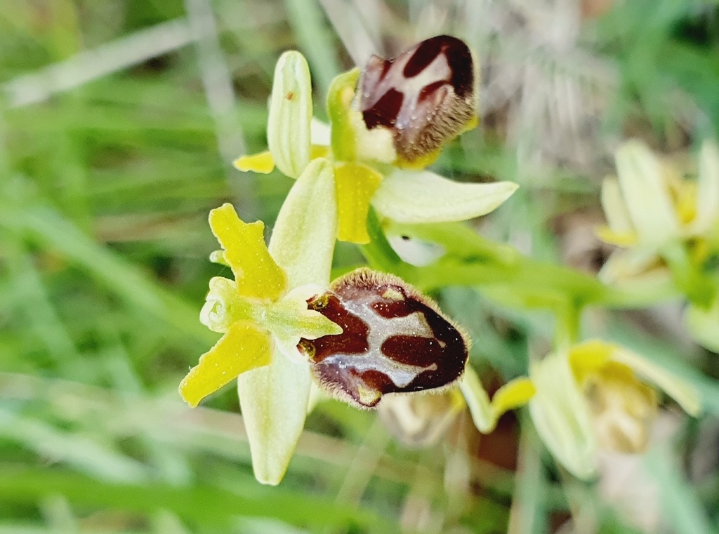 Ophrys incubacea?