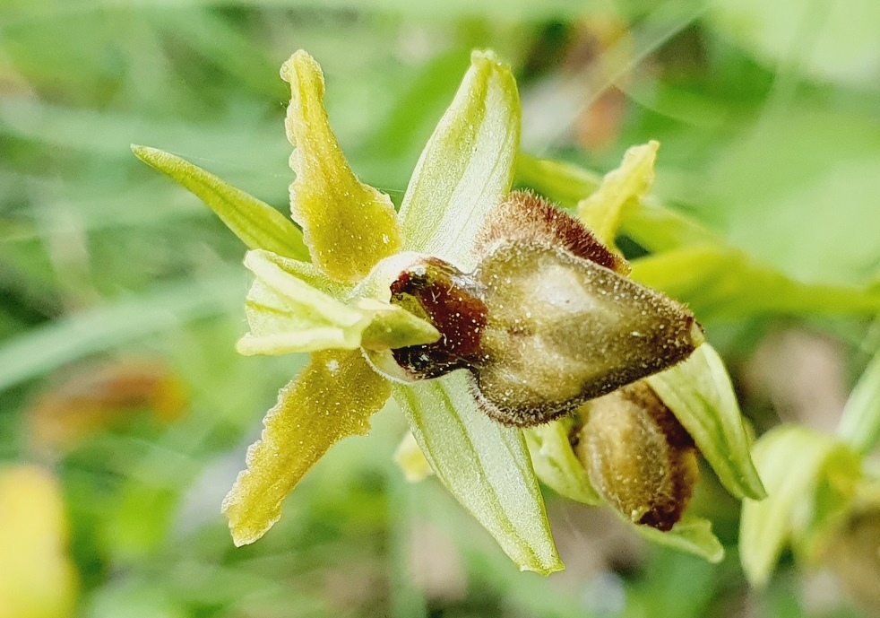 Tutte Ophrys sphegodes???