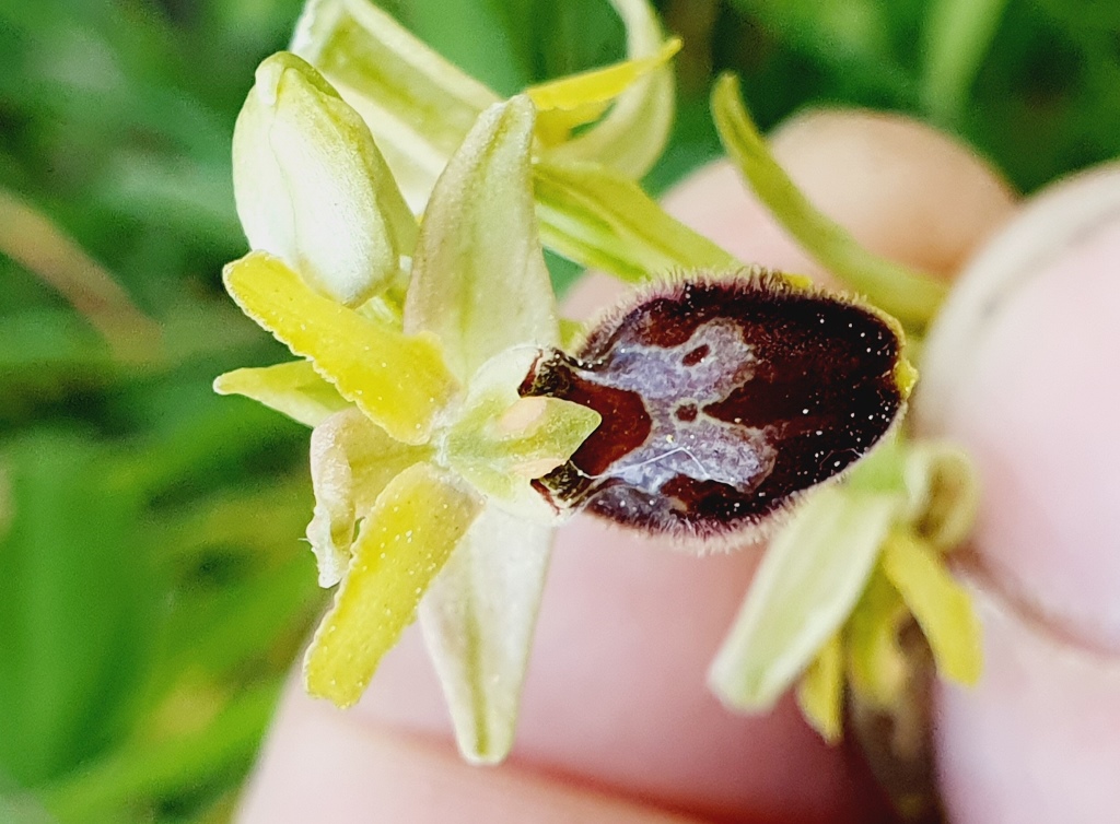 Tutte Ophrys sphegodes???