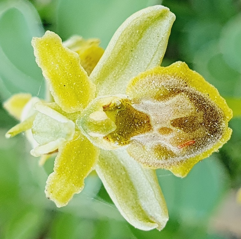 Tutte Ophrys sphegodes???