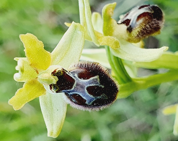 Tutte Ophrys sphegodes???