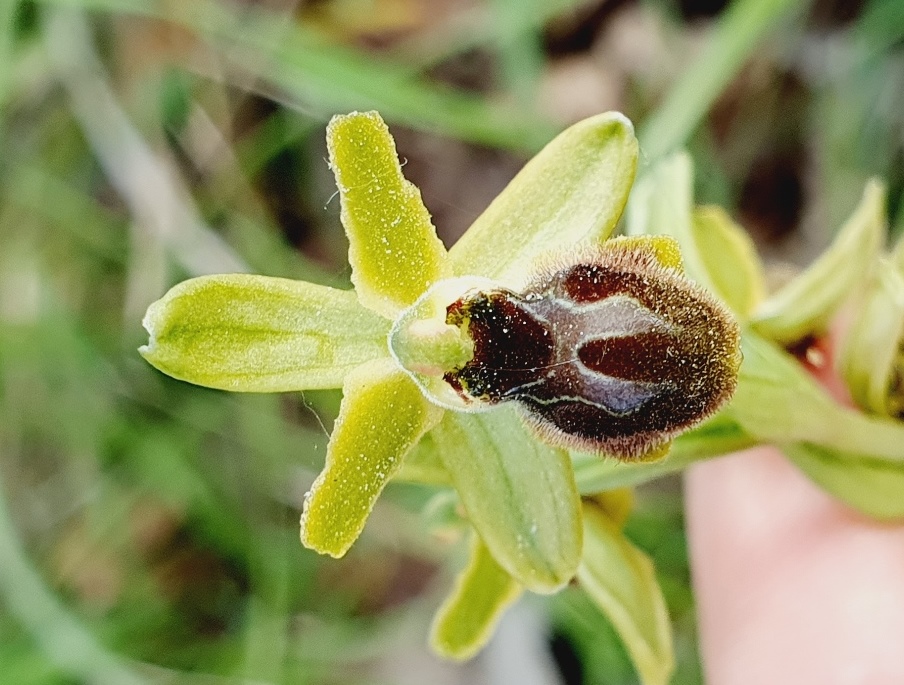 Tutte Ophrys sphegodes???