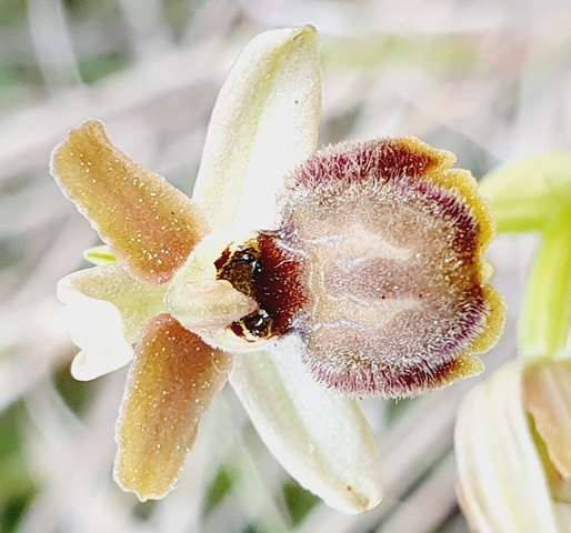 Tutte Ophrys sphegodes???