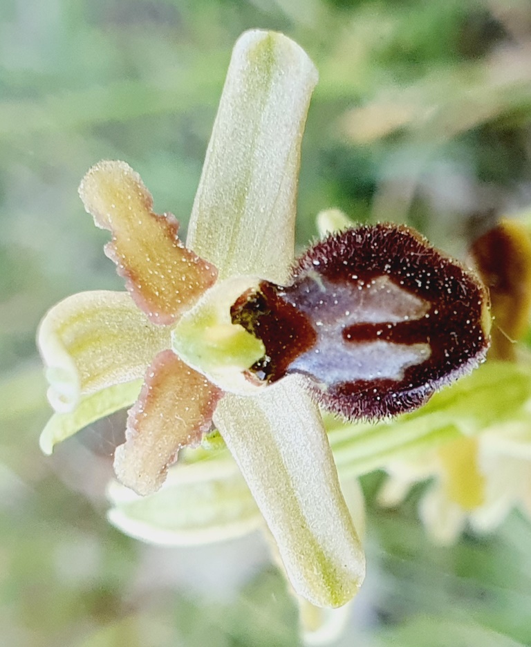 Tutte Ophrys sphegodes???