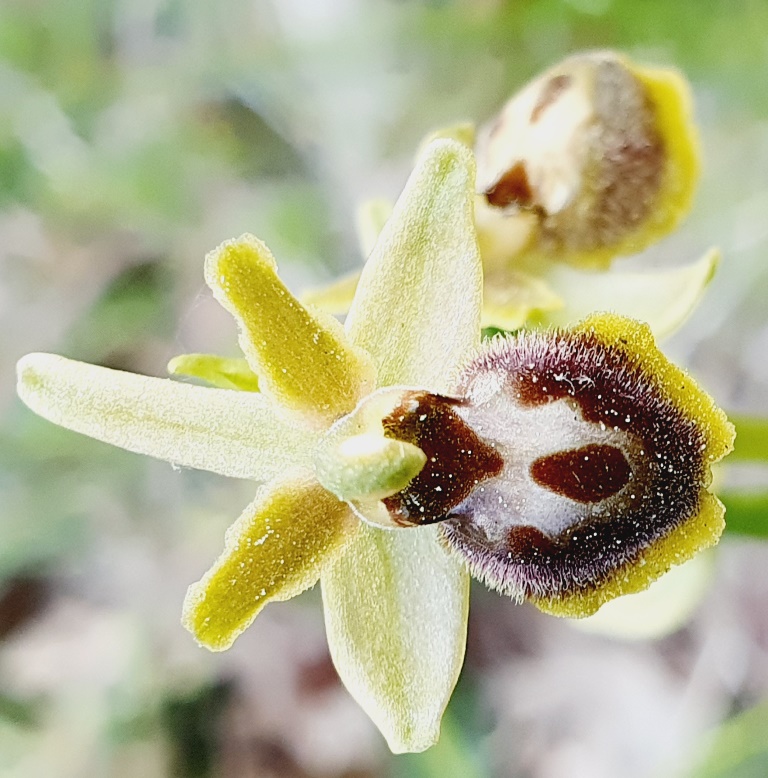 Tutte Ophrys sphegodes???