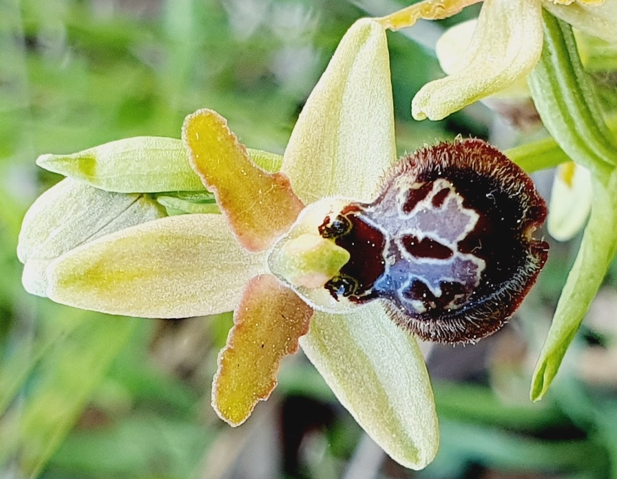 Tutte Ophrys sphegodes???