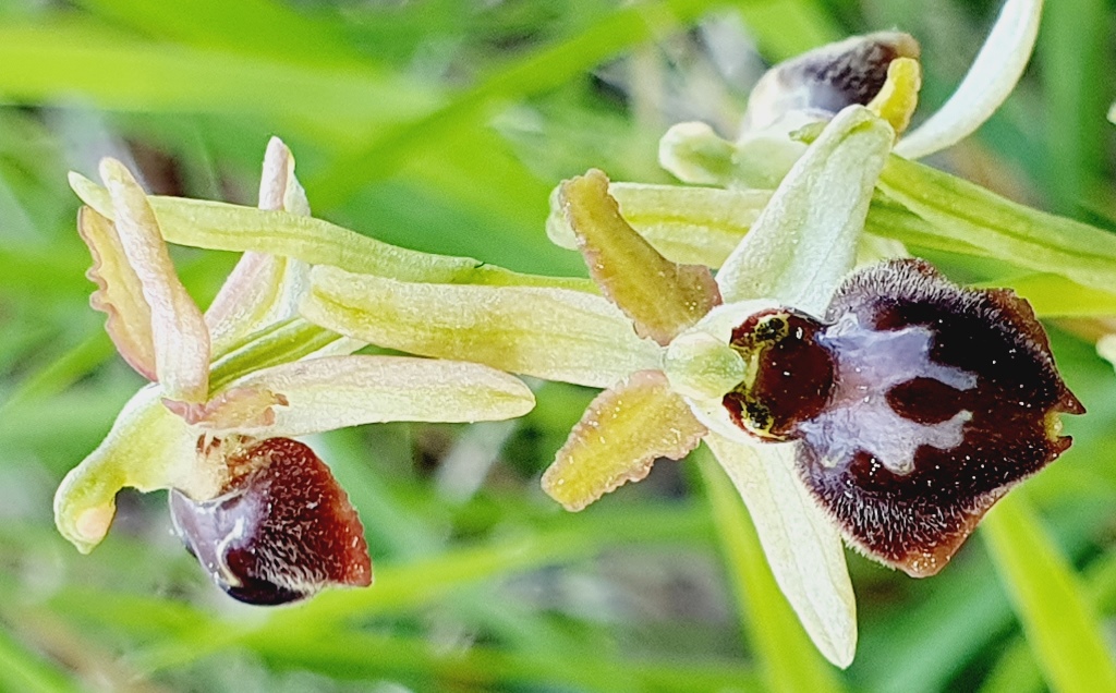 Tutte Ophrys sphegodes???