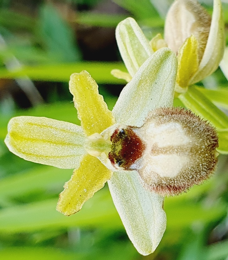 Tutte Ophrys sphegodes???