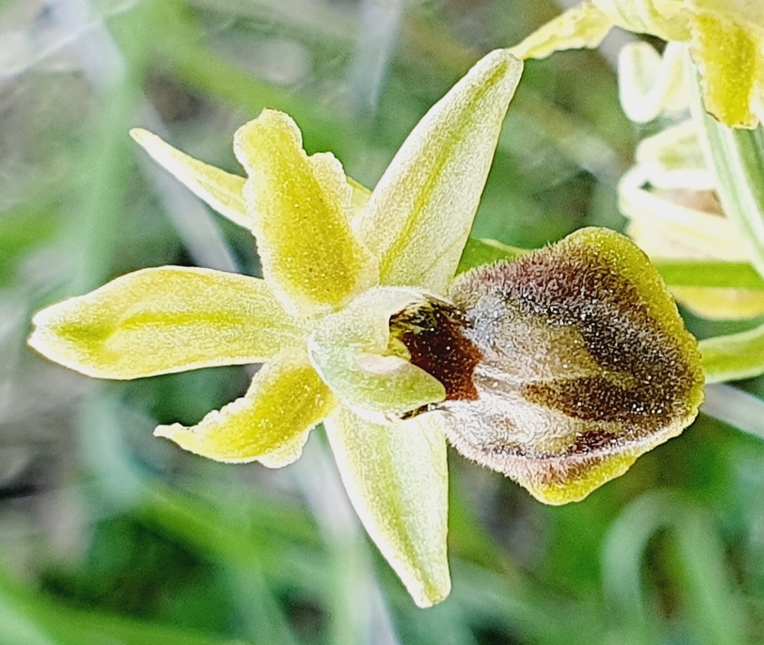 Tutte Ophrys sphegodes???
