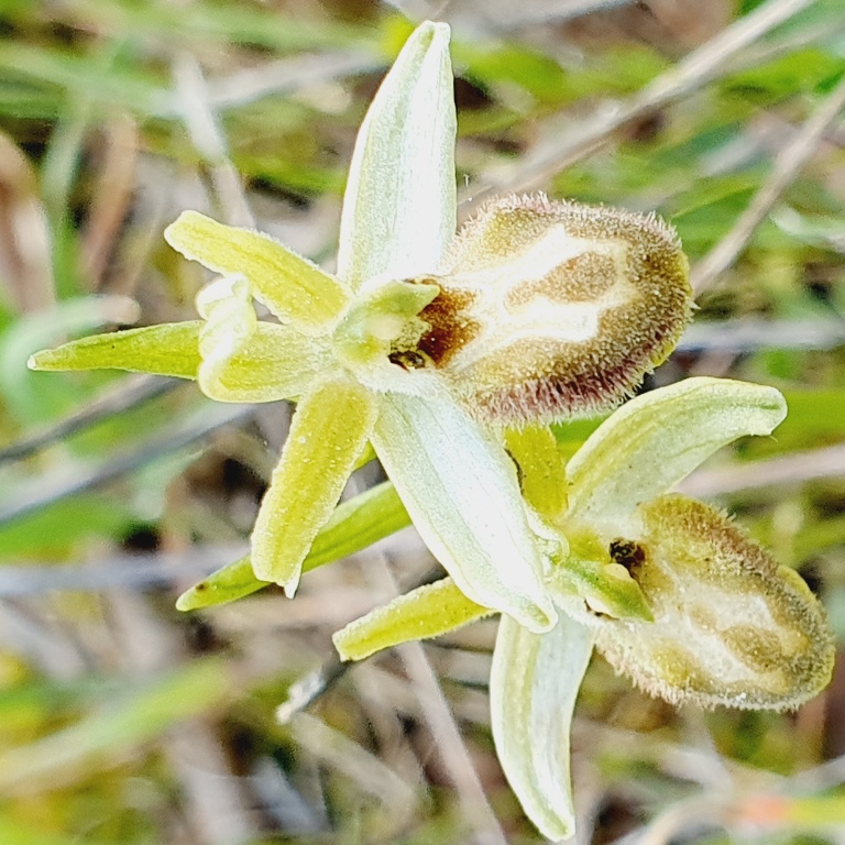 Tutte Ophrys sphegodes???