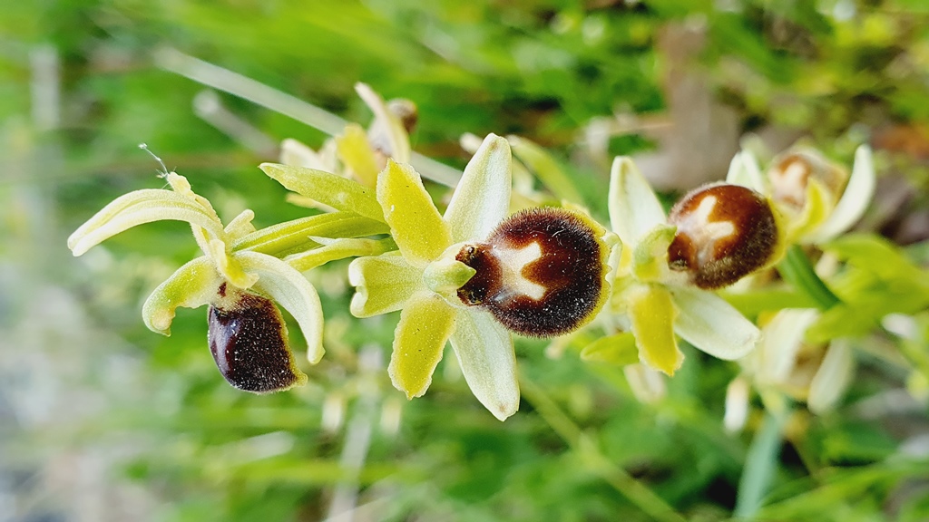 Tutte Ophrys sphegodes???