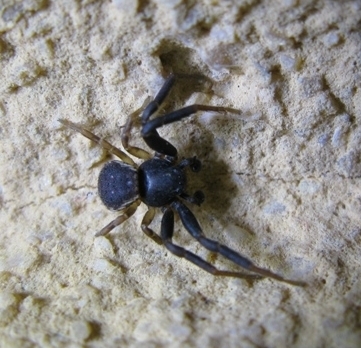 Maschio di Ozyptila sp. - Acquapendente (VT)